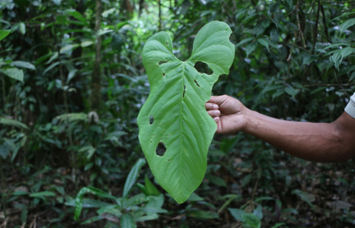 Figura. 20 Planta <i>Colocasia esculenta</i> (Araceae), se alimenta la larva <i>Antapistis</i> Poole02, (Erebidae). Foto Anabelle Córdoba 31 Marzo 2020.