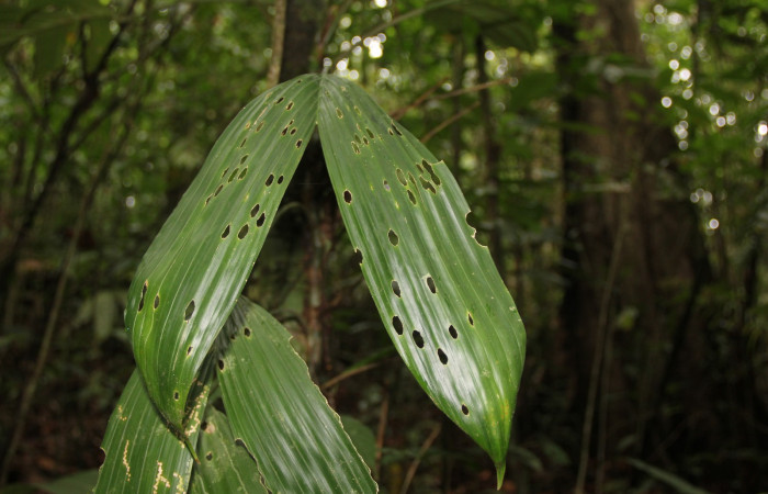 Figura. 21 Planta <i>Anthurium ochranthum</i>  (Araceae), se alimenta la larva <i>Antapistis</i> Poole09, (Erebidae). Foto Anabelle Córdoba 18 Marzo 2016.