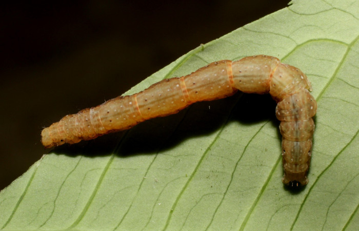 Figura 3. Dorsal entero <i>Antapistis</i> Poole02 (Erebidae), Sector Rincon Rain Forest, Sendero Venado, (elevación 420 metros). Colectada 9 octubre 2014 por Pablo Umaña Calderon. (14-SRNP-44275-DHJ803316.jpg).