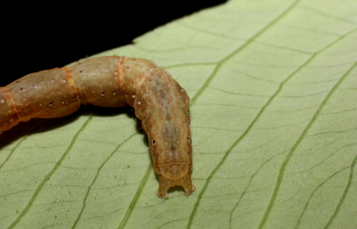 Figura 4. Parte posterior <i>Antapistis</i> Poole02 (Erebidae), Sector Rincon Rain Forest, Sendero Venado, (elevación 420 metros). Colectada 9 octubre 2014 por Pablo Umaña Calderon. (14-SRNP-44275-DHJ803317.jpg)