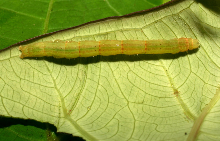 Figura 5. Dorsal entero <i>Antapistis</i> Poole02 (Erebidae), Sector Pitilla, Pasmompa, (elevación 440 metros). Colectada 26 enero 2009 por Calixto Moraga.09-SRNP-30170-DHJ450939.JPG).