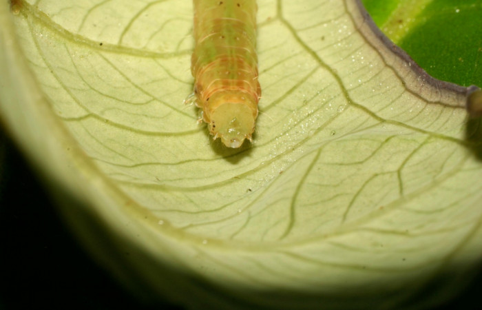 Figura 8. Cabeza <i>Antapistis</i> Poole02 (Erebidae), Sector Pitilla, Pasmompa,(elevación 440 metros). Colectada 26 enero 2009 por Calixto Moraga.(09-SRNP-30170-DHJ450944.JPG).