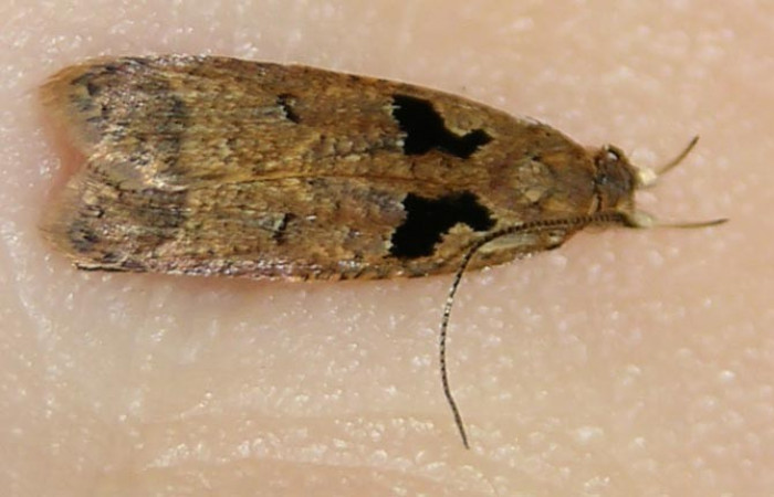 Figura. 12 Adulto <i>Dichomeris</i> Janzen703 (Gelechiidae), vista dorsal. (09-SRNP-41510-DHJ510269.jpg).