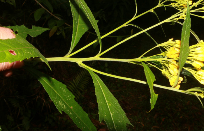 Figura. 2 Hojas <i>Neurolaena lobata</i>, (Asteraceae). Area de Conservación Guanacaste, Sector Rincón Rain Forest, Estación Leiva, Cafecito, (elevación 455 metros).Colectada el 01 Abril 2020. Foto, Jorge Hernández.