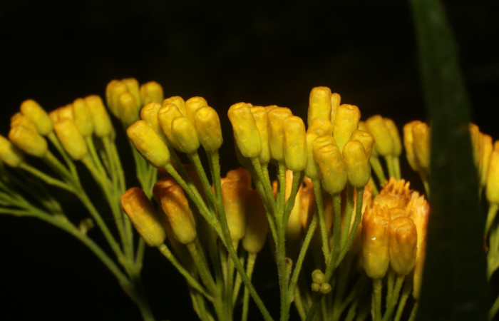 Figura. 8 Flor en botones <i>Neurolaena lobata</i>, (Asteraceae). Area de Conservación Guanacaste, Sector Rincón Rain Forest, Estación Leiva, Cafecito, (elevación 455 metros).Colectada el 01 Abril 2020. Foto, Jorge Hernández.
