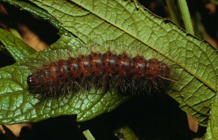 Figura. 9 Larva <i>Dysschema magdala</i> (Erebidae), posición dorsal, alimentándose en <i>Neurolaena lobata</i>, (Asteraceae. (02-SRNP-6239-DHJ64838.jpg.