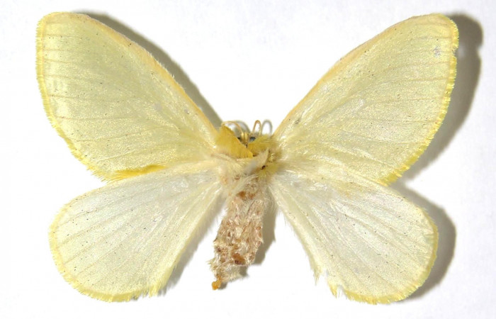 Figura 9. Adulto hembra, <i>Acraga hamata</i> (Dalceridae). Vista dorsal. Voucher 03-SRNP-23694-DHJ329739.jpg.