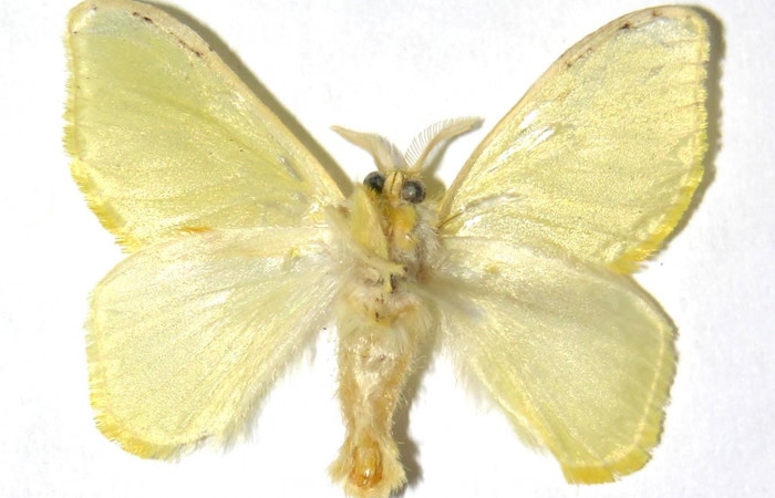 Figura 11. Adulto hembra, <i>Acraga hamata</i> (Dalceridae). Vista dorsal. Voucher 04-SRNP-35926-DHJ329729.jpg.