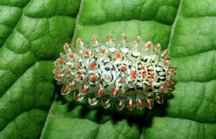 Figura 12. <i>Acraga coa</i> (Dalceridae) último estadio, posición dorsal, Estación Caribe, Vochysia. Voucher  09-SRNP-41310-DHJ459572.jpg.