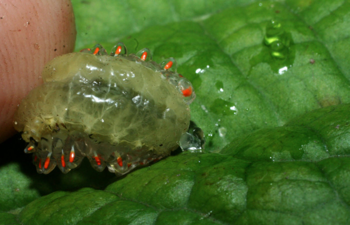 Figura 13. <i>Acraga coa</i> (Dalceridae) último estadio, posición ventral, Estación Caribe, Vochysia. Voucher 09-SRNP-41310-DHJ459582.jpg.