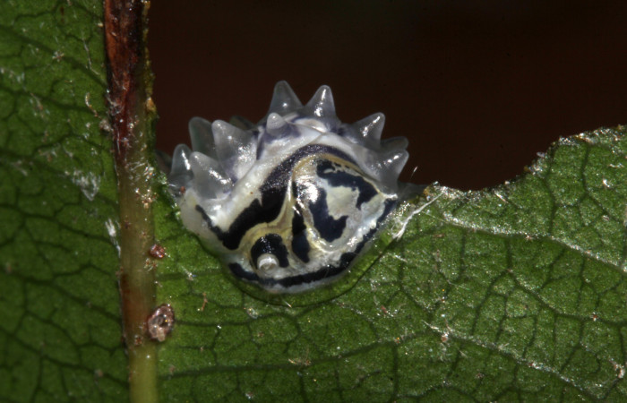 Figura 5. <i>Acraga hamata</i> (Dalceridae). Último estadio, vista trasera, Sector Pitilla, Loaiciga. Voucher 18-SRNP-31868-DHJ747889.jpg.