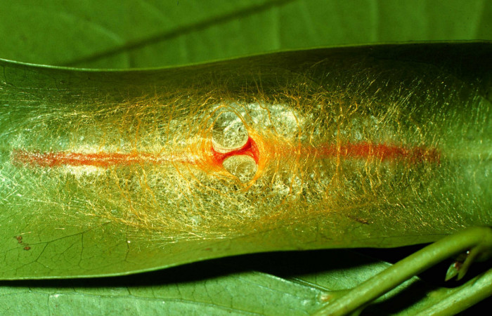 Figura 7. Prepupa de <i>Acraga hamata</i> (Dalceridae). Sector Cacao, Estación Cacao. Voucher 97-SRNP-926-DHJ40585.jpg.