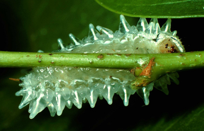 Figura 3. <i>Acraga hamata</i> (Dalceridae). Último estadio posición ventral, Sector Cacao, Estación Cacao. Voucher 97-SRNP-926-DHJ40587.jpg.  