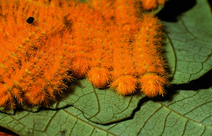Figura 2. <i>Hyperchiria sanjuensis</i> (Saturniidae), Grupo en Posición de Cabeza Voucher, 02-
SRNP-2283-DHJ65550.