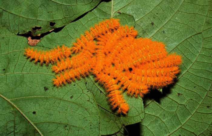 Figura 1. <i>Hyperchiria sanjuensis</i> (Saturniidae), en Posición lateral de Voucher,02-SRNP-2283-DHJ65557.