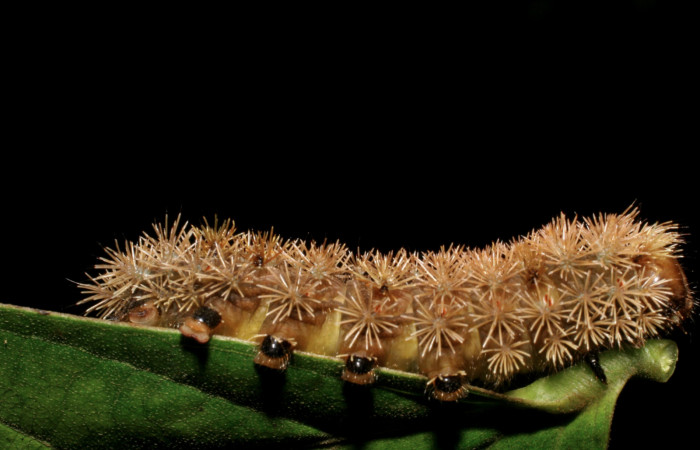 Figura 3. <i>Hyperchiria sanjuensis</i> (Saturniidae), posición lateral derecho. Voucher 06-SRNP-42071-DHJ416923.