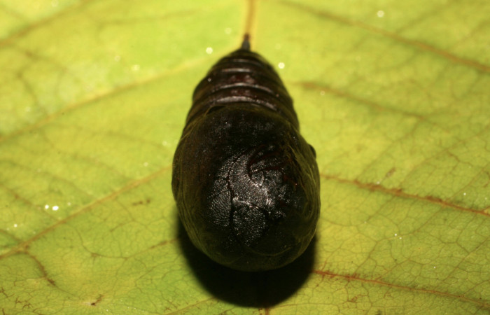 Figura 12. <i>Hyperchiria sanjuensis</i> (Saturniidae), posición frontal. Voucher06-SRNP-42075-DHJ414554..