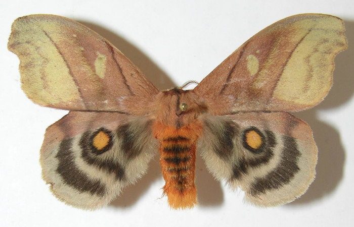 Figura 16. Adulto de <i>Hyperchiria sanjuensis</i> (Saturniidae), posición dorsal, Voucher08-SRNP-5545-DHJ508904. Macho