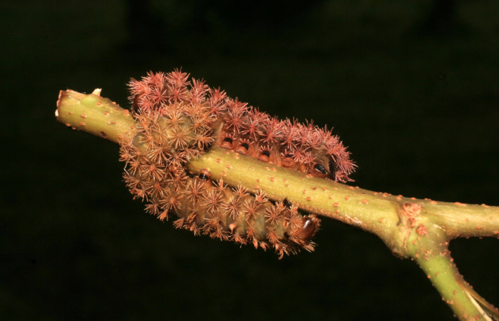 Figura 4. <i>Hyperchiria sanjuensis</i> (Saturniidae). Voucher, 14-SRNP-4145-DHJ487619.