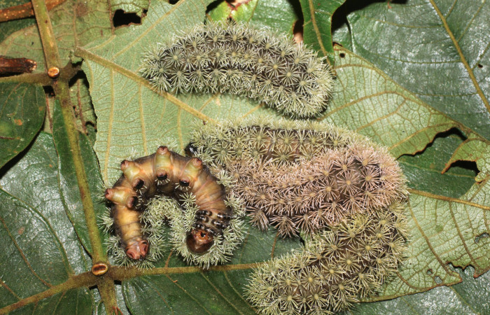 Figura 11. <i>Hyperchiria sanjuensis</i> (Saturniidae), posición de cabeza. Voucher, 16-SRNP-1889-DHJ704195.