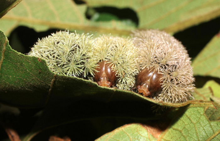 Figura 10. <i>Hyperchiria sanjuensis</i> (Saturniidae), posición de cabeza. Voucher 16-SRNP-1889-DHJ704206.