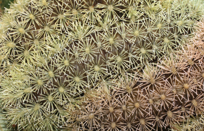 Figura 8. <i>Hyperchiria sanjuensis</i> (Saturniidae), posición dorsal. Voucher 16-SRNP-1889-DHJ704208.