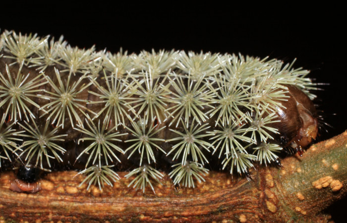 Figura 6. <i>Hyperchiria sanjuensis</i> (Saturniidae), posición lateral mostrando sus espinas urticantes. Voucher,16-SRNP-1889-DHJ704211.