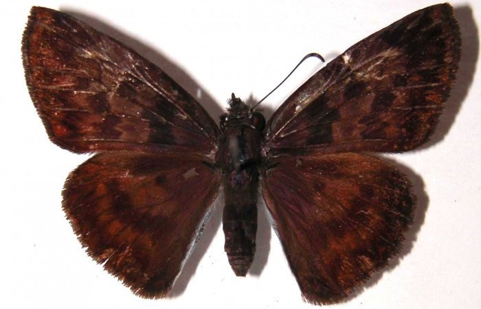 Figura 14. Adulto de <i>Echelatus sempitermus</i> (Hesperiidae). Macho. Voucher: 01-SRNP-17323-DHJ37002.
