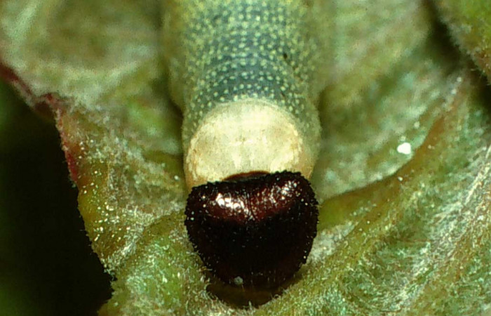 Figura 6. Larva de <i>Echelatus sempitermus</i> (Hesperiidae) último estadio, posición frontal. Voucher: 03-SRNP-13035.1-DHJ78367.jpg.