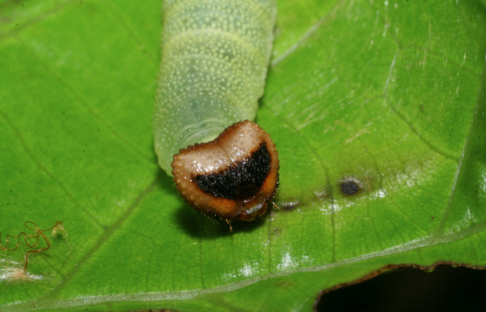 Figura 7. Larva de <i>Echelatus sempitermus</i> (Hesperiidae) último estadio, posición frontal. Voucher: 08-SRNP-2591-DHJ437283.jpg.