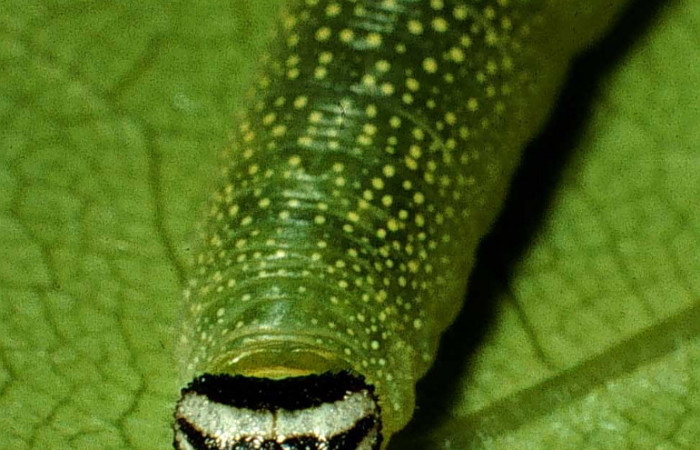 Figura 1. Larva de <i>Echelatus nearis</i> (Hesperiidae), último estadio, posición frontal. Voucher: 98-SRNP-3435-DHJ44938.jpg.