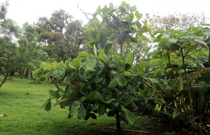 Figura 16. <i>Terminalia catappa</i> (introducido) nombre común Almendro. Foto: Carolina Cano. Estación Biológica San Gerardo, 9 abril 2020.