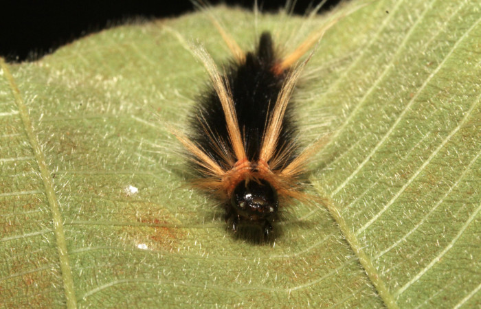 Figura 1. Larva <i>Halysidota pectenella</i> (Erebidae), cuarto estadío posición frontal, mide 30 mm aproximadamente. Planta hospedera <i>Castilla elastica</i> (Moraceae). Voucher:13-SRNP-43147-DHJ708175.jpg.