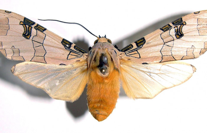 Figura 13. Adulto <i>Halysidota pectenella</i> (Erebidae), mide 51 mm, posición dorsal 03-SRNP-6574-DHJ93816.