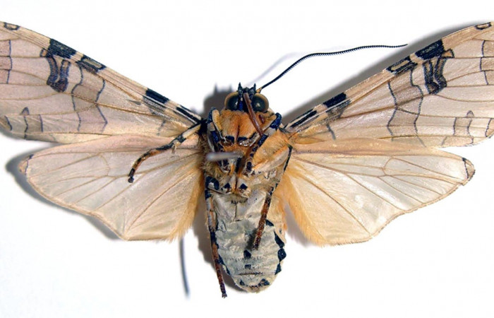 Figura 14. Adulto <i>Halysidota pectenella</i> (Erebidae), mide 51 mm, posición ventral 03-SRNP-6574-DHJ93817.