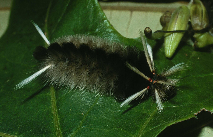 Figura 3. Larva <i>Halysidota schausi</i>DHJ02 (Erebidae), último estadío posición lateral, mide 46 mm aproximadamente. Planta hospedera <i>Solanum circinatum</i> (Solanaceae). Voucher: 03-SRNP-23691-DHJ79213.jpg