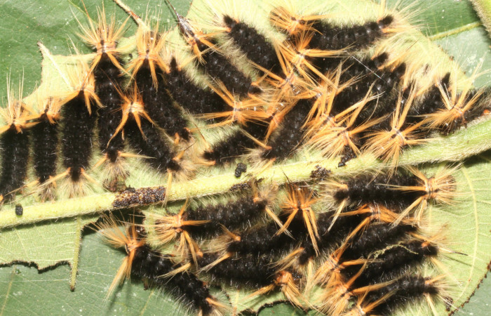 Figura 8. Larva <i>Halysidota pectenella</i> (Erebidae), grupo en cuarto estadío posición dorsal, mide 30 mm aproximadamente. Planta hospedera <i>Castilla elastica</i> (Moraceae). Voucher: 13-SRNP-43147-DHJ708173.jpg.