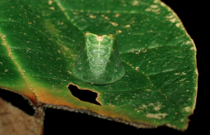 Figura 1. Larva <i>Semyra finita</i> (Limacodidae), cuarto estadío posición frontal, mide 12 mm aproximadamente. Planta hospedera <i>Croton billbergianus</i> (Euphorbiaceae). Voucher: 07-SRNP-31538-DHJ426811.jpg.