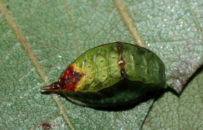 Figura 6. Larva <i>Semyra finita</i> (Limacodidae), cuarto estadío posición dorsal, mide 15 mm aproximadamente. Planta hospedera <i>Ricinus communis (introduced)</i> (Euphorbiaceae). Voucher:16-SRNP-27605-DHJ730830.jpg.