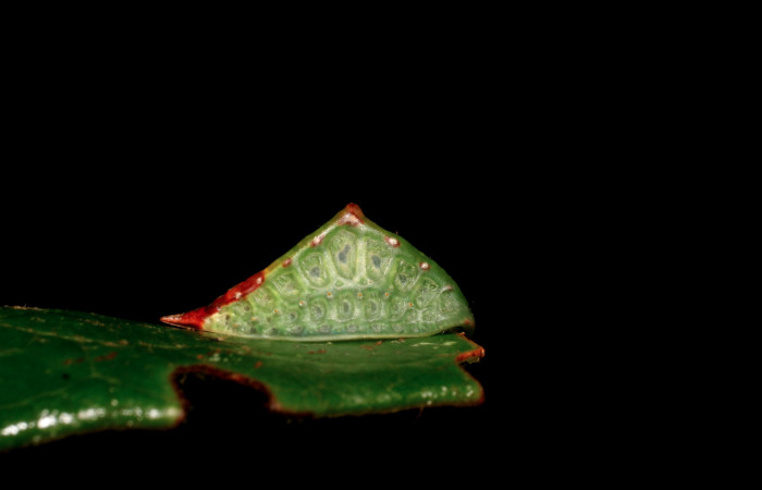 Figura 7. Larva <i>Semyra finita</i>DHJ01 (Limacodidae), último estadío posición frontal, mide 12 mm aproximadamente. Planta hospedera <i>Ricinus communis (introduced)</i> (Euphorbiaceae). Voucher:
07-SRNP-42371-DHJ428035.jpg.