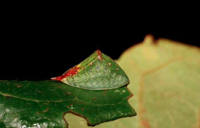 Figura 8. Larva <i>Semyra finita</i> DHJ01(Limacodidae), último estadío posición frontal, mide 12 mm aproximadamente. Planta hospedera <i>Ricinus communis (introduced)</i> (Euphorbiaceae). Voucher:
07-SRNP-42371-DHJ428036.jpg.