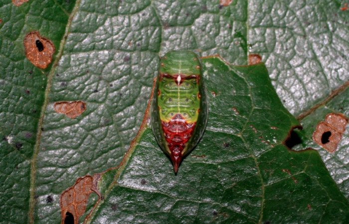 Figura 10. Larva <i>Semyra finita</i>DHJ01 (Limacodidae), último estadío posición frontal, mide 12 mm aproximadamente. Planta hospedera <i>Ricinus communis</i> (introduced)(Euphorbiaceae). Voucher: 07-SRNP-42371-DHJ428038.jpg.