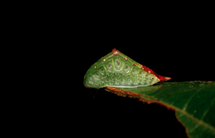 Figura 11. Larva <i>Semyra finita</i>DHJ01 (Limacodidae), último estadío posición frontal, mide 12 mm aproximadamente. Planta hospedera <i>Ricinus communis</i> (introduced) (Euphorbiaceae). Voucher:
07-SRNP-42371-DHJ428043.jpg.