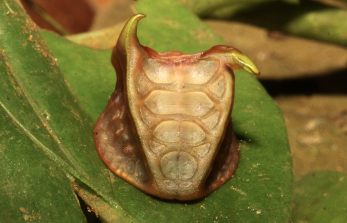 Figura 18. Larva <i>Semyra finita</i> (Limacodidae), prepupa posición frontal, mide 25 mm aproximadamente. Planta hospedera <i>Mikania hookeriana</i> (Asteraceae). Voucher:16-SRNP-30543-DHJ729655.jpg.