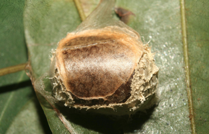 Figura 21. Pupa<i>Semyra finita</i> (Limacodidae), posición dorsal, mide 13 mm aproximadamente. Voucher:13-SRNP-71806-DHJ703562.jpg
