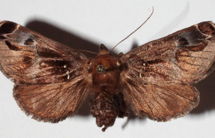 Figura 22. Adulto <i>Semyra finita</i> (Limacodidae) color café, posición dorsal, mide 39 mm aproximadamente. Voucher: 16-SRNP-30543-DHJ922386.