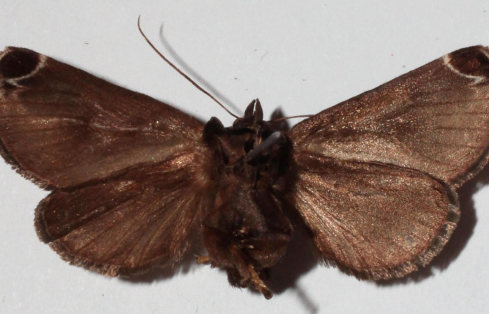 Figura 23. Adulto <i>Semyra finita</i> (Limacodidae) color café, posicion ventral, mide 39 mm aproximadamente. Voucher: Voucher: 16-SRNP-30543-DHJ922387.