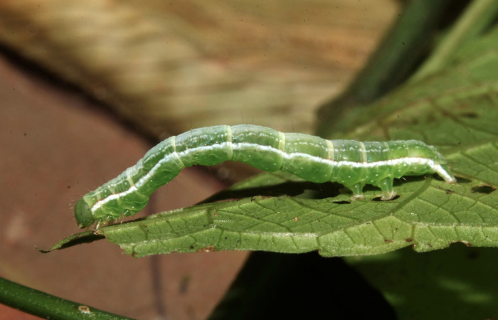 Figura 12. Larva de <i>Cecharismena nealcesalis</i> (Erebidae). Vista lateral, penúltimo estadío, 21 mm. Foto 14/Junio/2017. Voucher: 17-SRNP-31507-DHJ739189.jpg.