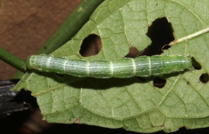 Figura 13. Larva de <i>Cecharismena nealcesalis</i> (Erebidae). Vista lateral, penúltimo estadío, 21 mm. Foto 14/Junio/2017. Voucher: 17-SRNP-31507-DHJ739190.jpg.