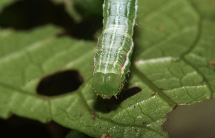 Figura 15. Larva de <i>Cecharismena nealcesalis</i> (Erebidae). Cabeza frente, penúltimo estadío, 21 mm. Foto 14/Junio/2017. Voucher: 17-SRNP-31507-DHJ739191.jpg.